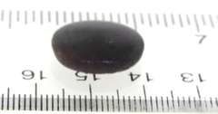 3.45ct Star Sapphire Loose Gemstone