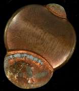 Dramatic Undated Saddle Strike Lincoln Cent Error Cent