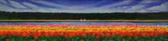 Endless Tulip Fields by Massimo Meda
