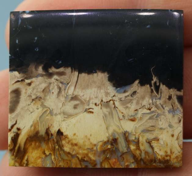 Stunning 65.76ct fossilized Palm Root Jasper