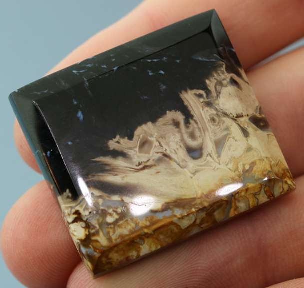 Stunning 65.76ct fossilized Palm Root Jasper