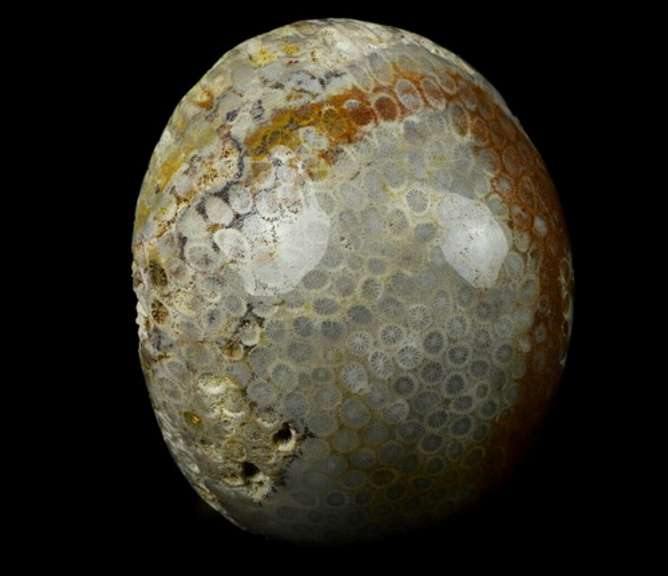 Spectacular 2.4lb Fossil Coral skull carving