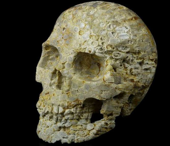Spectacular 2.4lb Fossil Coral skull carving