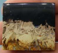 Stunning 65.76ct fossilized Palm Root Jasper