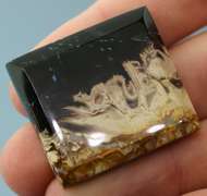 Stunning 65.76ct fossilized Palm Root Jasper