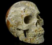 Spectacular 2.4lb Fossil Coral skull carving