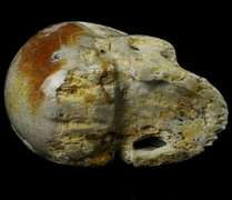 Spectacular 2.4lb Fossil Coral skull carving