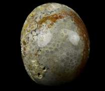 Spectacular 2.4lb Fossil Coral skull carving