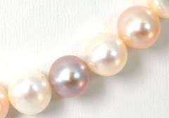 Amazing Maui Diver Multicolored Pearls with 14KT White Gold Clasp