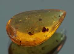 Large 6.59ct insect bearing Madagascar Amber