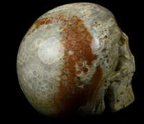 Spectacular 2.4lb Fossil Coral skull carving