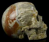 Spectacular 2.4lb Fossil Coral skull carving