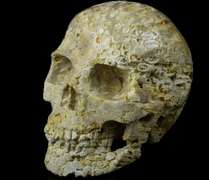 Spectacular 2.4lb Fossil Coral skull carving