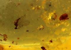 Large 6.59ct insect bearing Madagascar Amber