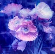 Decorative Flowers Photogravure