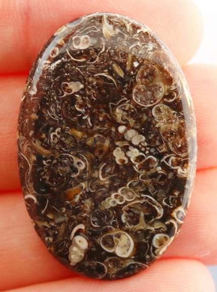 Collectors 33.72ct Fossil Agate