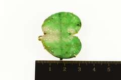 14K Yellow Gold Victorian Carved Floral Swirl Wing Jade Pendant