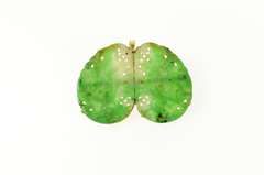 14K Yellow Gold Victorian Carved Floral Swirl Wing Jade Pendant