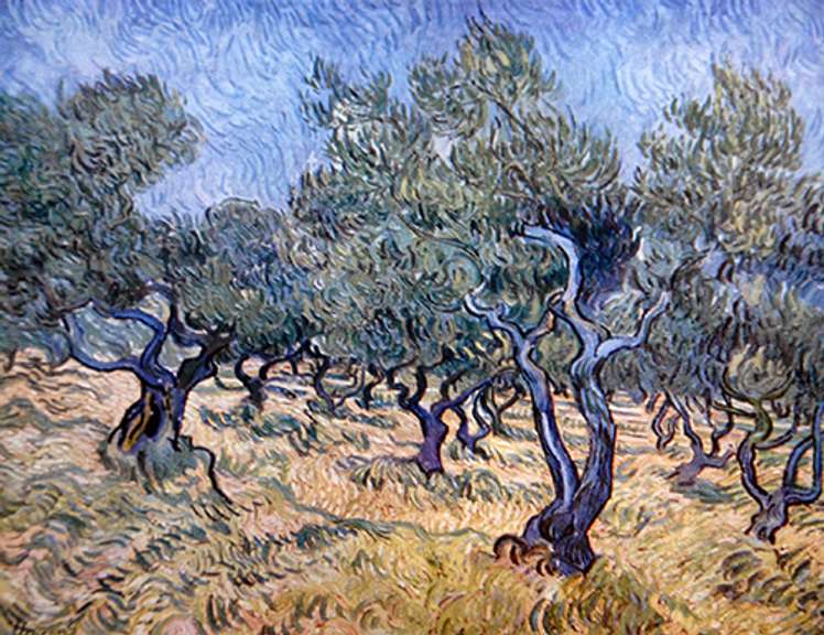 Vincent Van Gogh, Olive Orchard