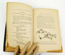 1881 Diseases of Livestock Veterinary Book