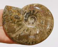 Large 3,610ct iridescent Ammonite fossil