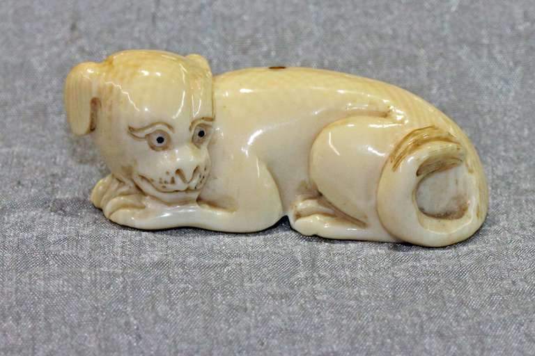 Natural Ivory Ojimi - Contented Dog