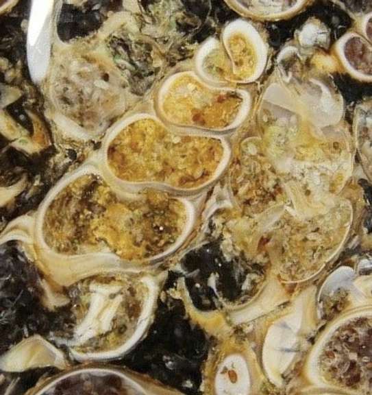 Collectors 56.74ct Fossil Agate