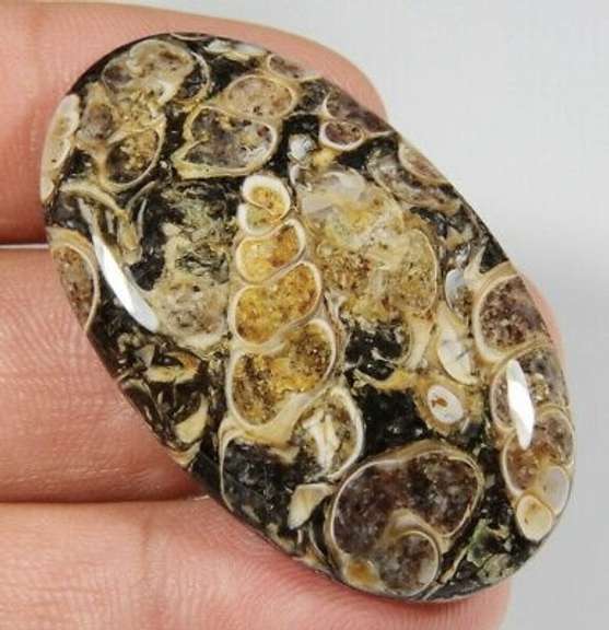 Collectors 56.74ct Fossil Agate