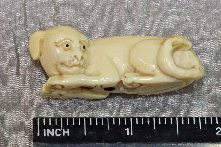 Natural Ivory Ojimi - Contented Dog