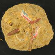 Future Fossil: Twinkies by Pergola, Tom