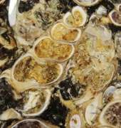 Collectors 56.74ct Fossil Agate