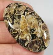 Collectors 56.74ct Fossil Agate