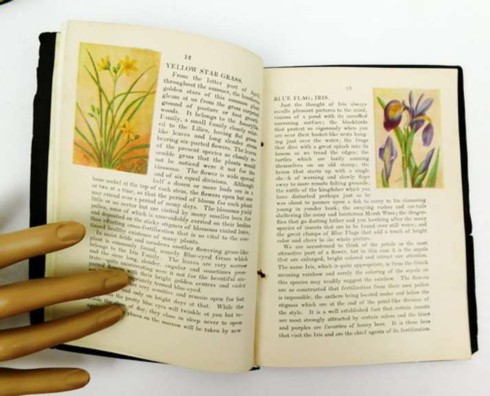 1912 New England Wild Flowers & Birds Books