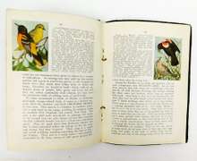 1912 New England Wild Flowers & Birds Books