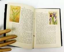 1912 New England Wild Flowers & Birds Books