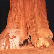 Young Ansel at the Sequoias by Sheer, Robert Sheer, Robert Young Ansel at the Sequoias
