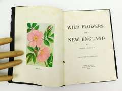1912 New England Wild Flowers & Birds Books