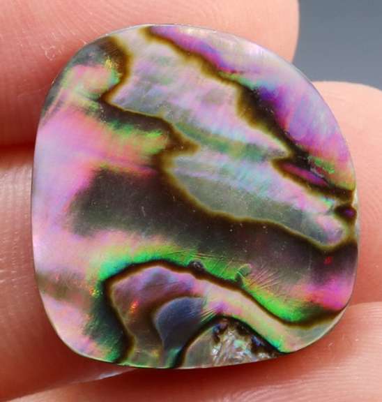 Untreated 31.84ct rainbow flashing Australian Abalone