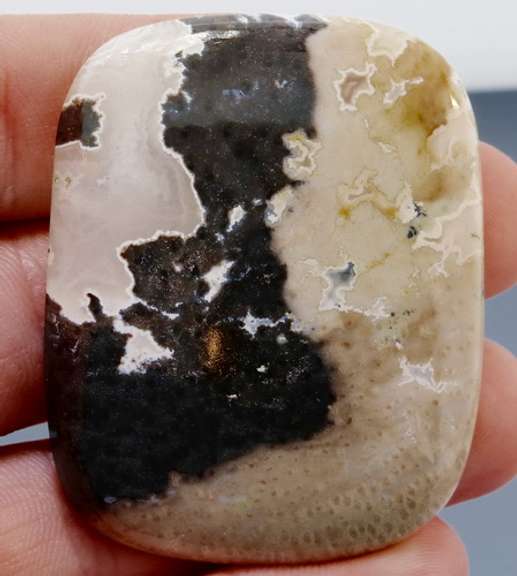 Stunning 114.21ct fossilized Palm Root Jasper and Quartz!