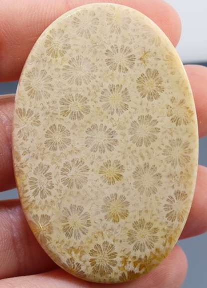 Huge! 118.41ct Indonesian Coral fossil cabochon