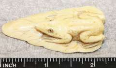 Natural  Ivory Frog on Leaf