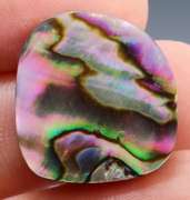 Untreated 31.84ct rainbow flashing Australian Abalone