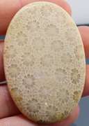 Huge! 118.41ct Indonesian Coral fossil cabochon