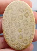 Huge! 118.41ct Indonesian Coral fossil cabochon