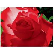 Davis, Brian by Brilliant Red Solo Rose