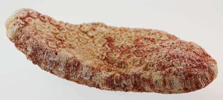 Huge 1,416ct untreated fossilized Coral