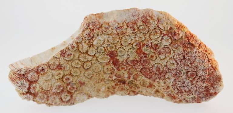 Huge 1,416ct untreated fossilized Coral