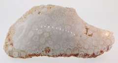 Huge 1,416ct untreated fossilized Coral