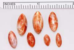 Twinkling Natural Sunstone - Lot of 7