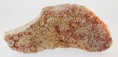 Huge 1,416ct untreated fossilized Coral
